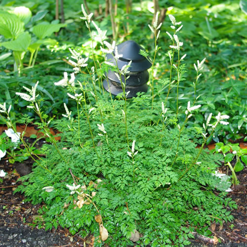Aruncus aesthusifolius
